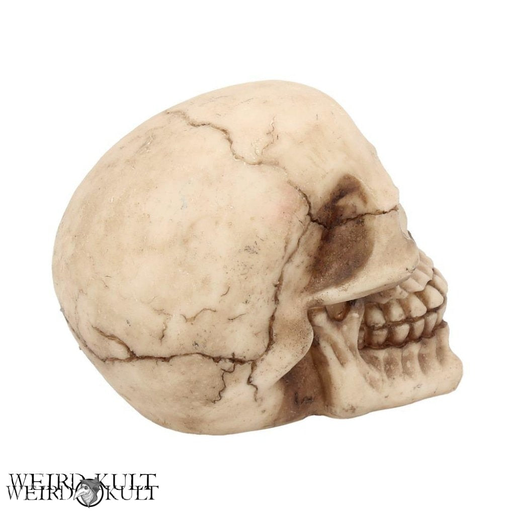 Skulpturer Og Statuer - Natural Skull 12 Cm