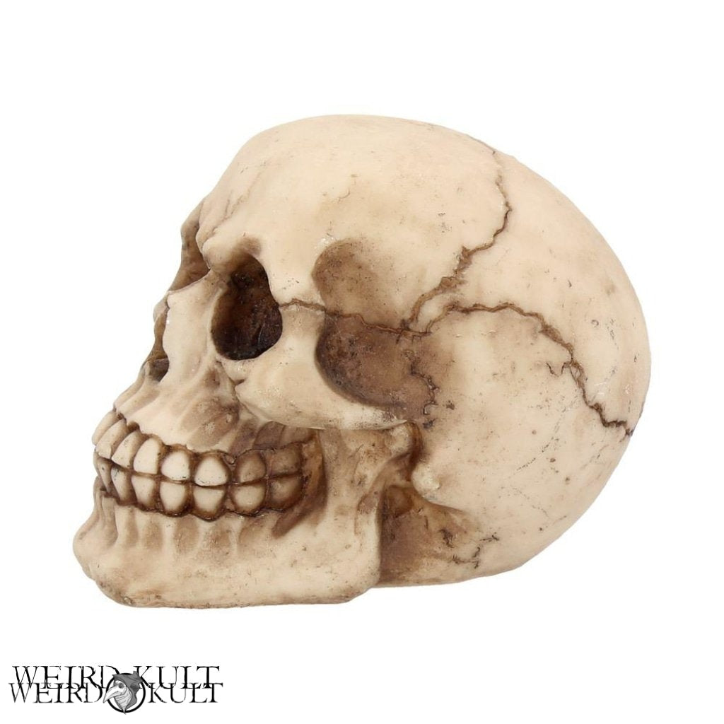 Skulpturer Og Statuer - Natural Skull 12 Cm