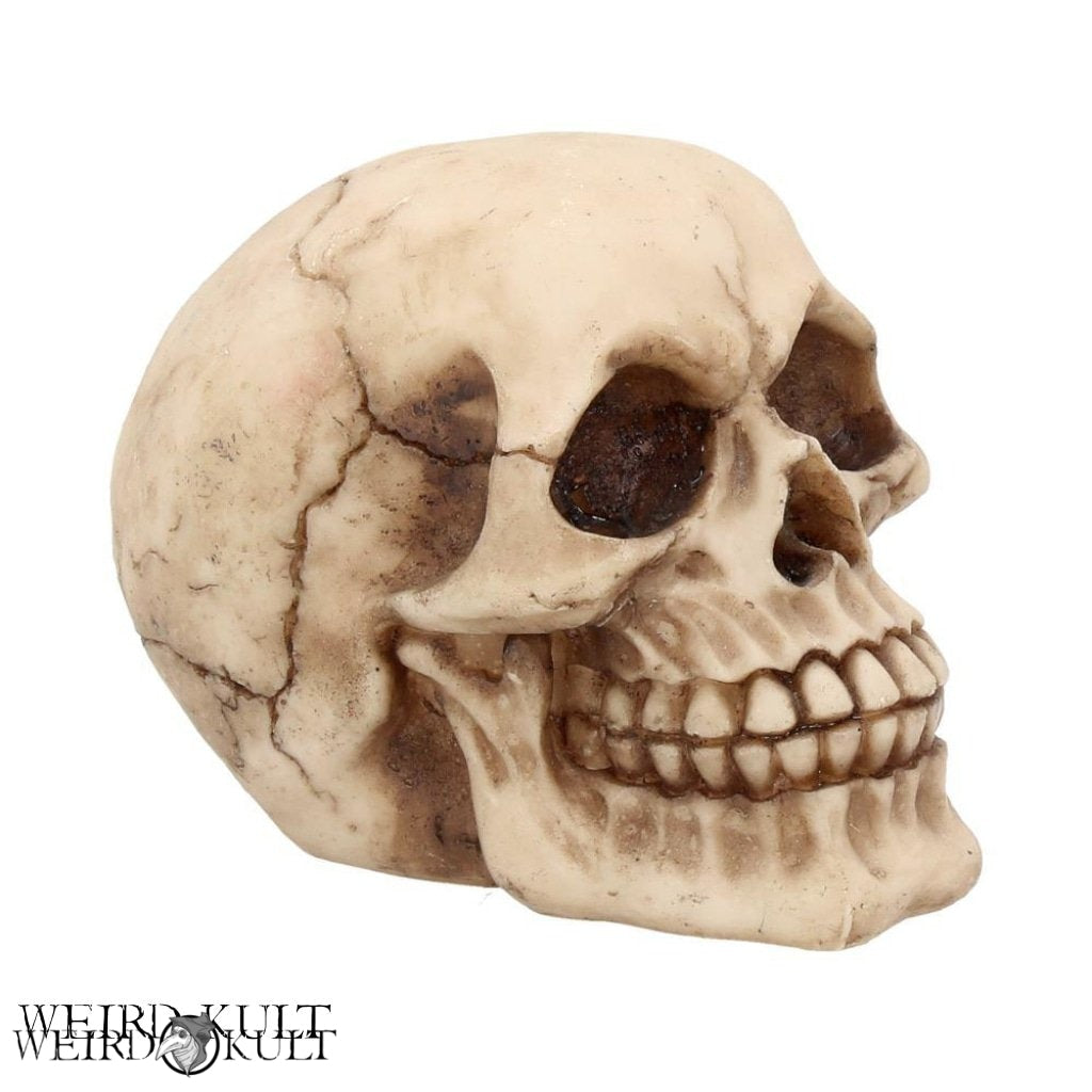 Skulpturer Og Statuer - Natural Skull 12 Cm