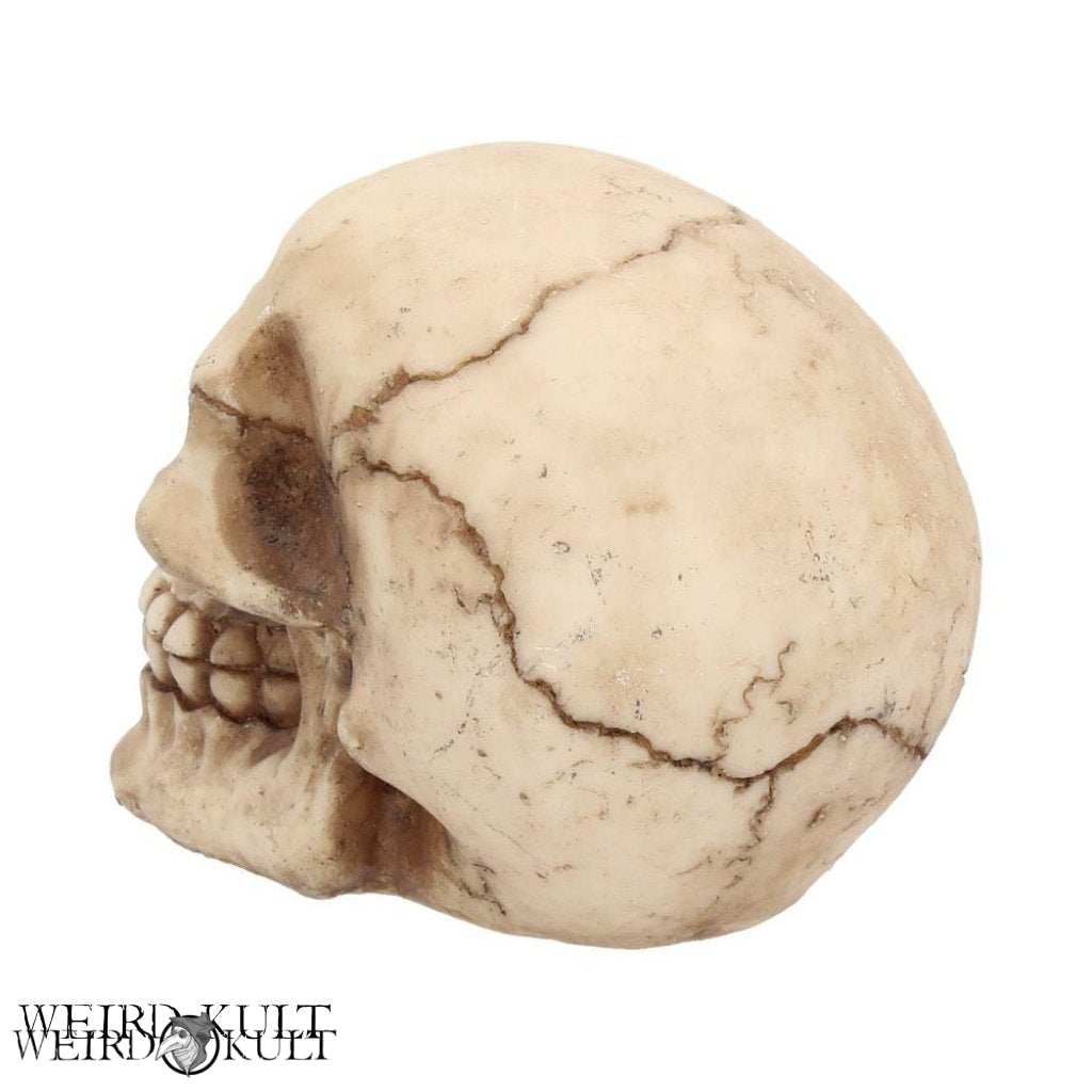 Skulpturer Og Statuer - Natural Skull 12 Cm